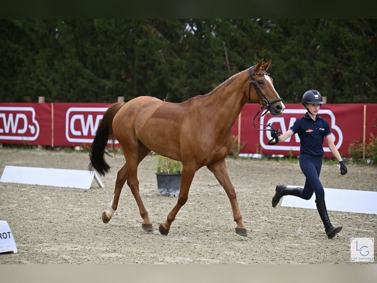 Duitse rijpony Ruin 13 Jaar 149 cm Vos in Braunschweig