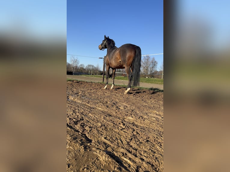 Duitse rijpony Ruin 13 Jaar 150 cm Bruin in Halle