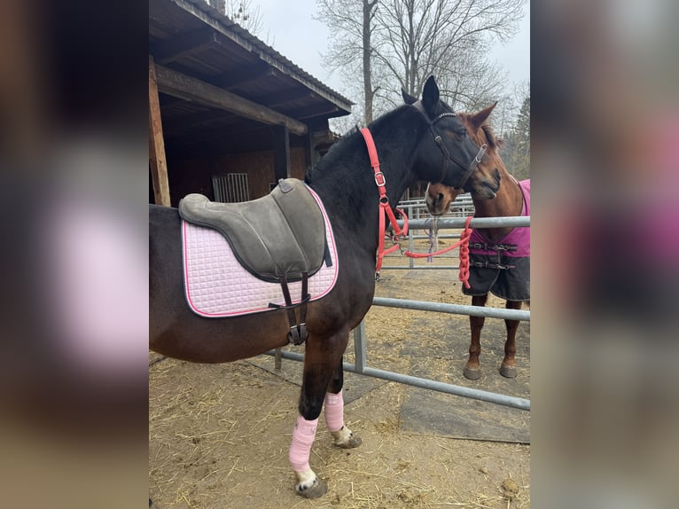 Duitse rijpony Ruin 13 Jaar 150 cm Bruin in Halle