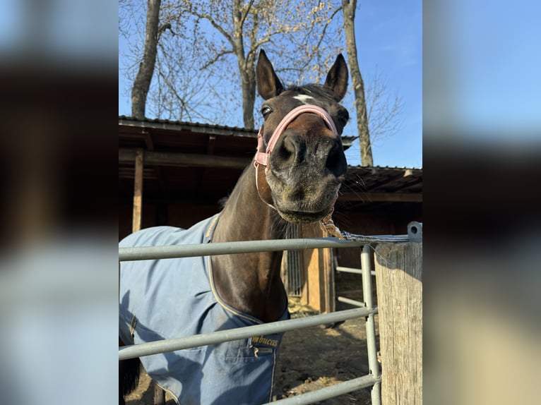Duitse rijpony Ruin 13 Jaar 150 cm Donkerbruin in Halle