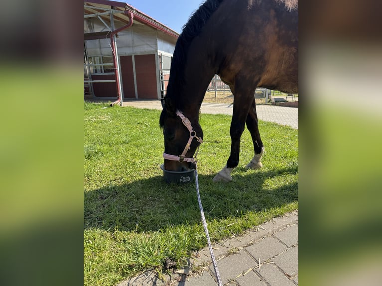 Duitse rijpony Ruin 13 Jaar 150 cm Donkerbruin in Halle