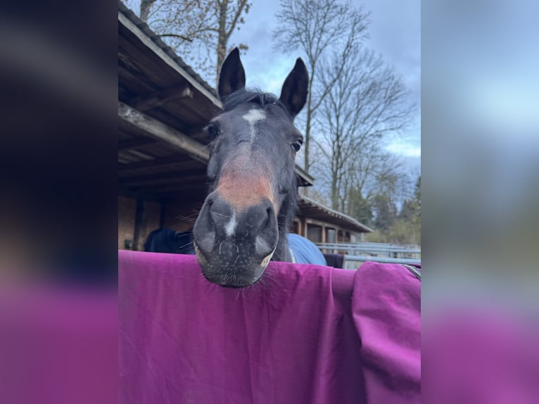 Duitse rijpony Ruin 13 Jaar 150 cm Donkerbruin in Halle