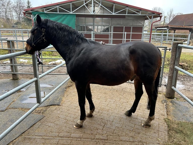 Duitse rijpony Ruin 13 Jaar 150 cm Donkerbruin in Halle