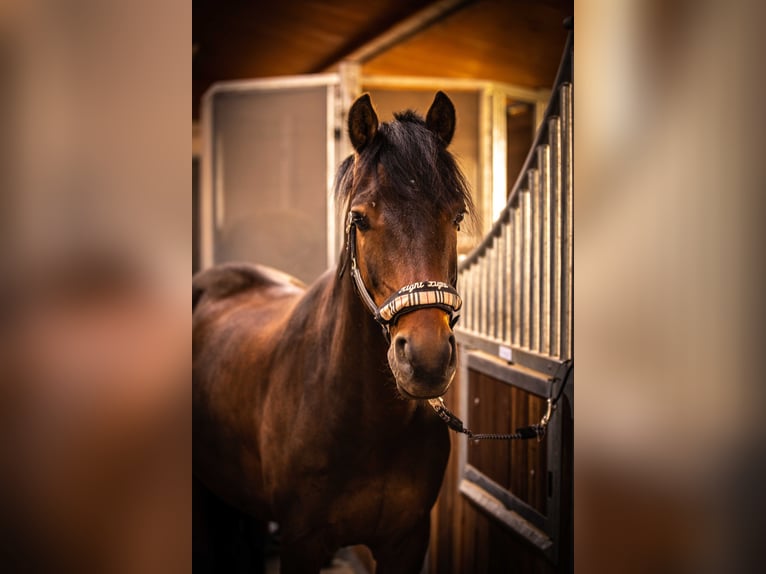 Duitse rijpony Ruin 13 Jaar 151 cm Bruin in Bedburg