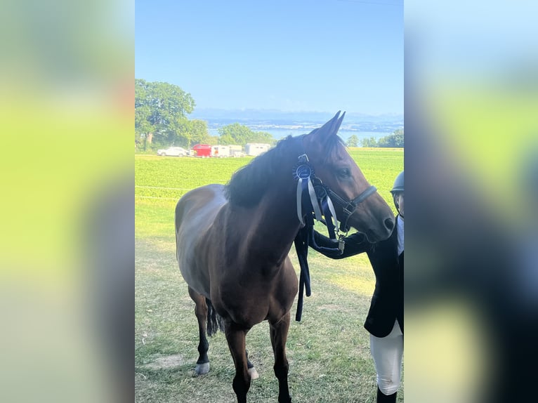 Duitse rijpony Ruin 13 Jaar 152 cm Bruin in Leymen