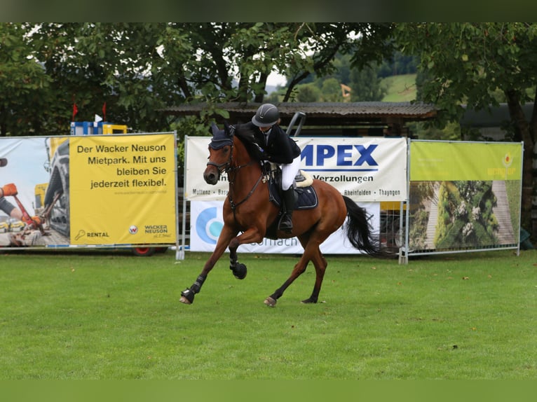 Duitse rijpony Ruin 13 Jaar 152 cm Bruin in Leymen