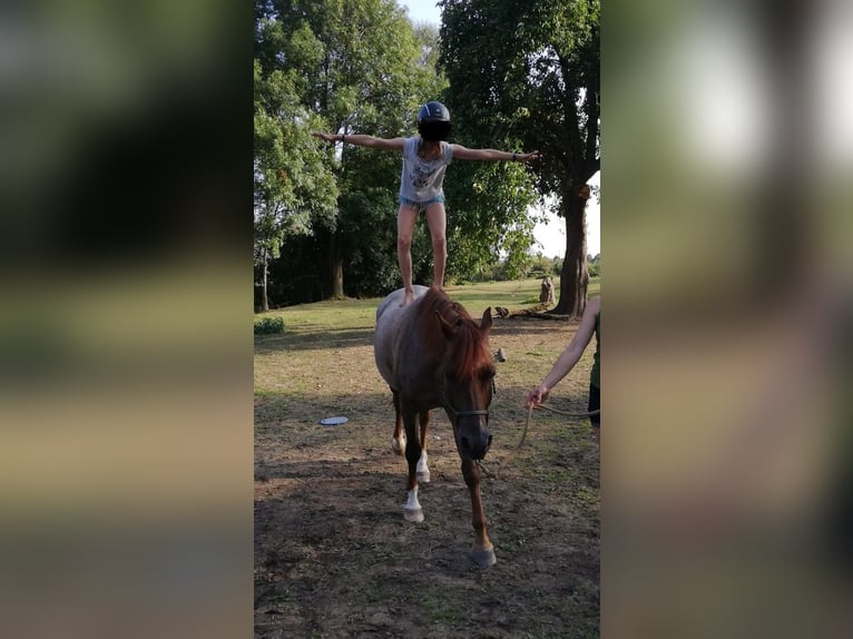 Duitse rijpony Ruin 13 Jaar 152 cm Roan-Red in Sittensen