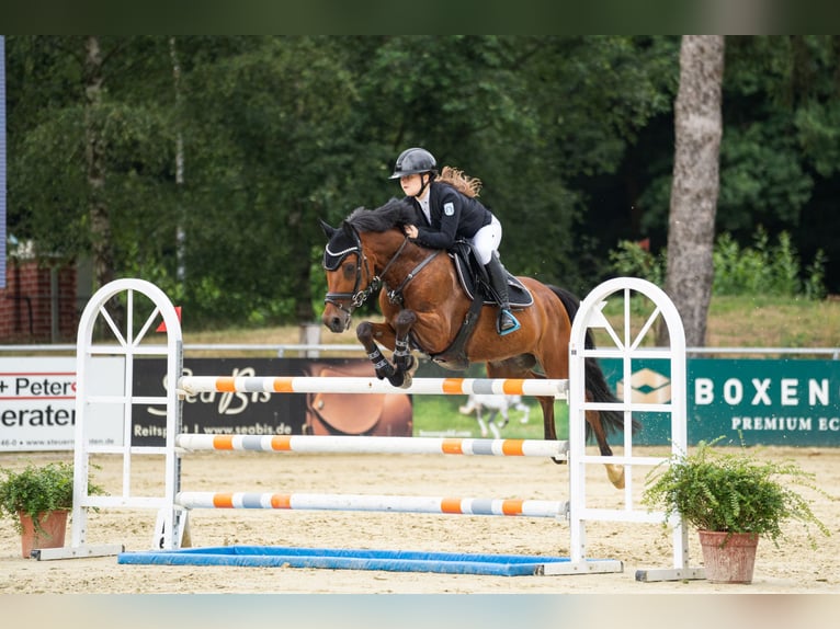 Duitse rijpony Ruin 13 Jaar 153 cm Bruin in Dinslaken
