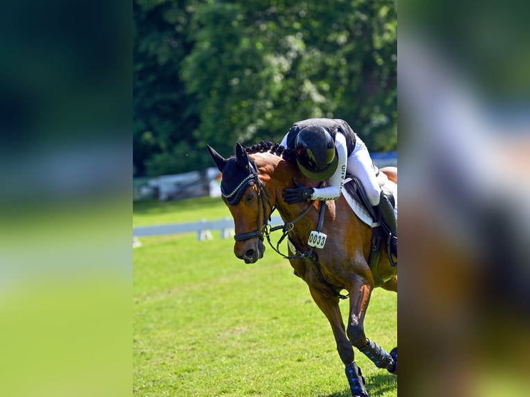 Duitse rijpony Ruin 13 Jaar 153 cm Bruin in Dinslaken