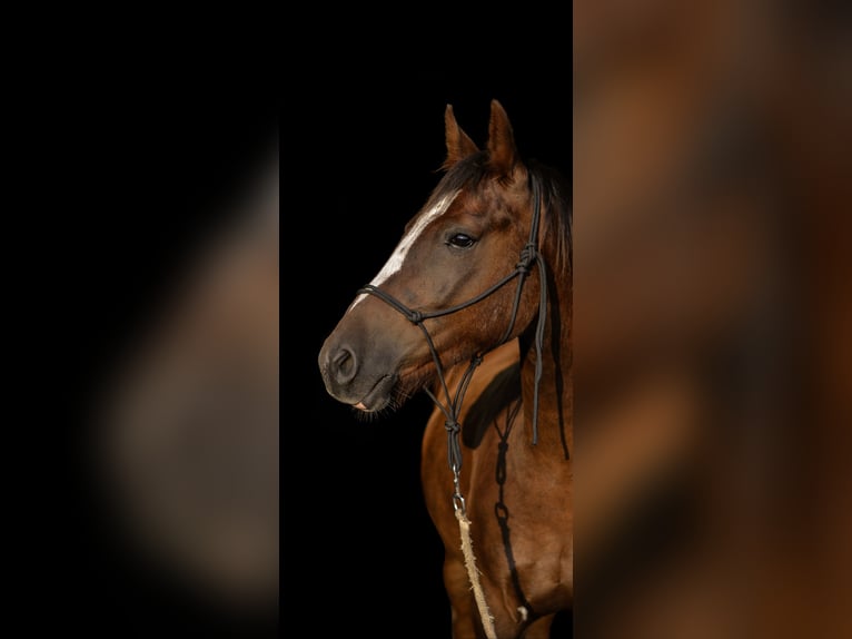 Duitse rijpony Ruin 13 Jaar 154 cm Donkere-vos in Quickborn