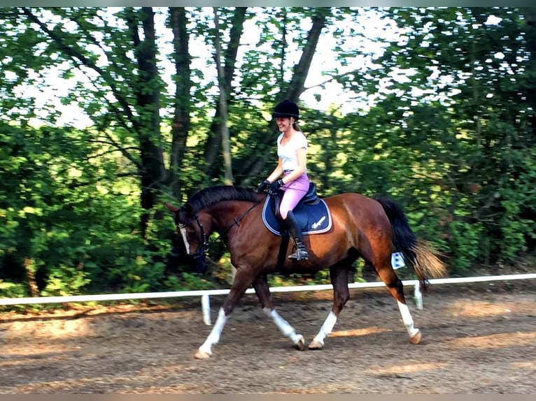 Duitse rijpony Ruin 13 Jaar 154 cm Donkere-vos in Quickborn