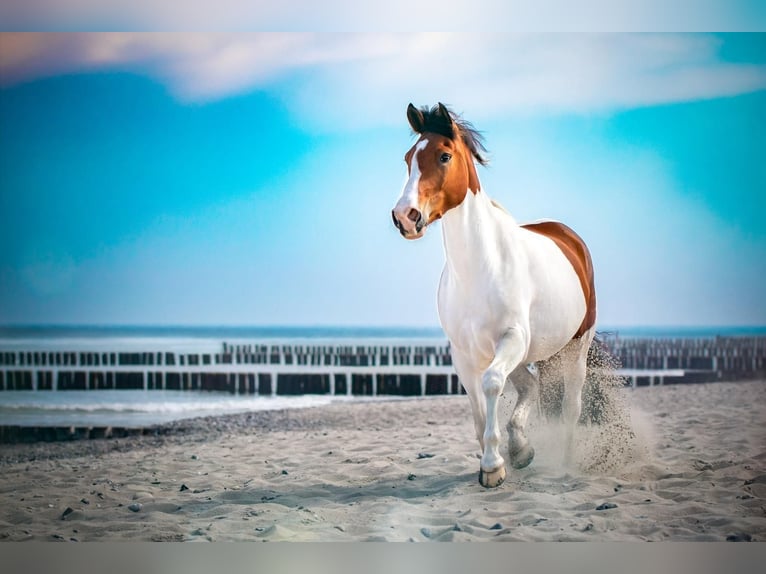 Duitse rijpony Ruin 13 Jaar 155 cm Gevlekt-paard in Berg