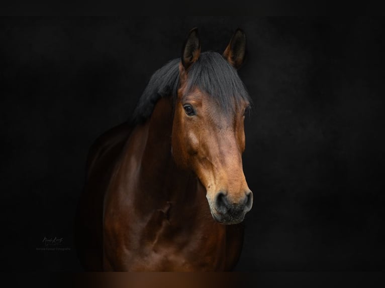 Duitse rijpony Ruin 13 Jaar 157 cm Bruin in Fulda