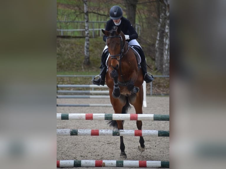 Duitse rijpony Ruin 13 Jaar 157 cm Bruin in Fulda