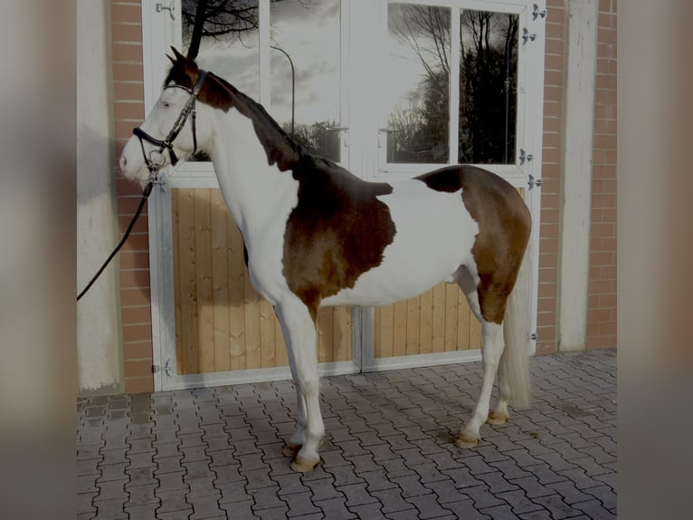 Duitse rijpony Ruin 13 Jaar 159 cm Gevlekt-paard in Haselünne