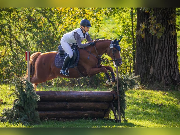 Duitse rijpony Ruin 13 Jaar Vos in Miesitz