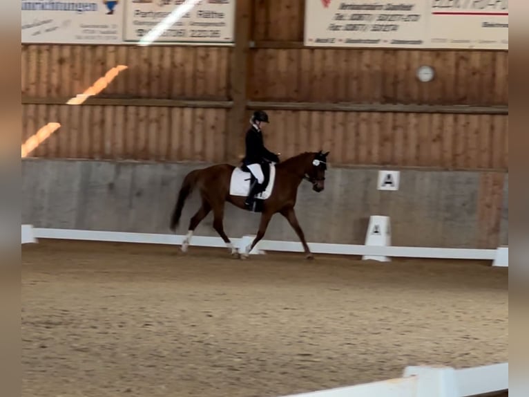 Duitse rijpony Ruin 13 Jaar Vos in Miesitz