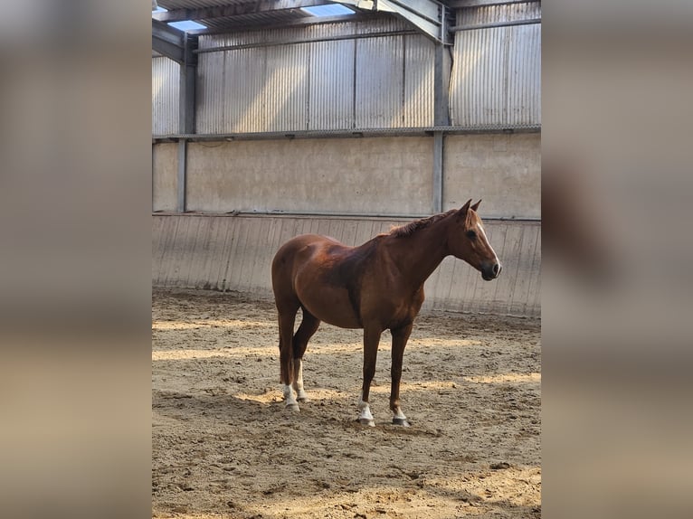 Duitse rijpony Ruin 13 Jaar Vos in Miesitz