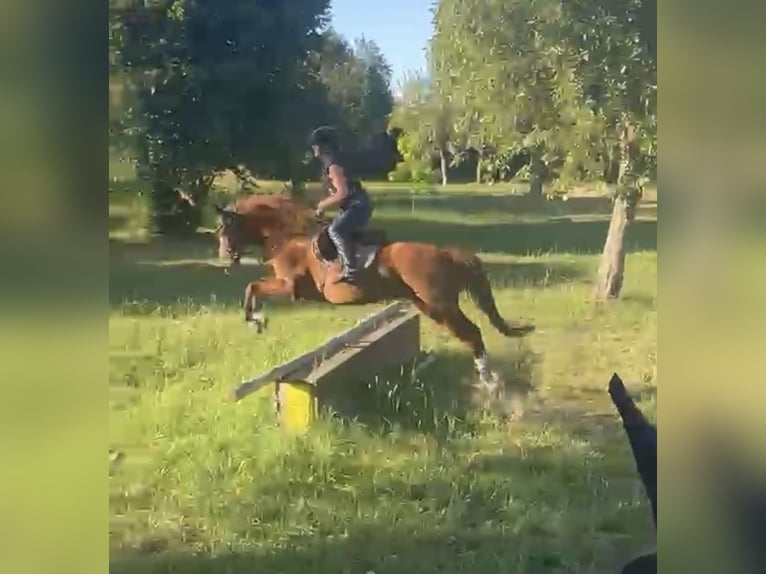 Duitse rijpony Ruin 13 Jaar Vos in Miesitz
