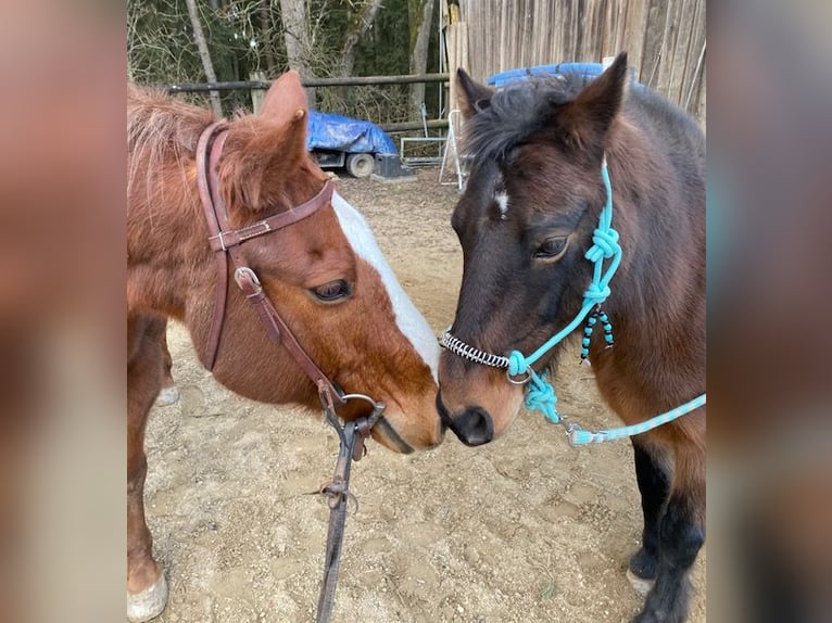 Duitse rijpony Ruin 14 Jaar 133 cm Donkerbruin in Rohrbach - Ossenzhausen