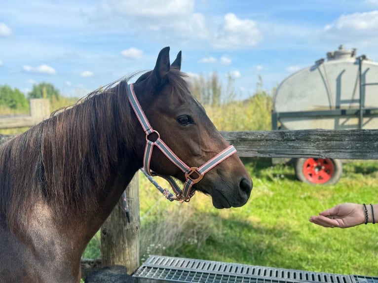 Duitse rijpony Ruin 14 Jaar 133 cm Donkerbruin in Rohrbach - Ossenzhausen