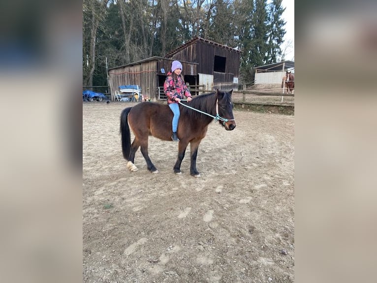 Duitse rijpony Ruin 14 Jaar 133 cm Donkerbruin in Rohrbach - Ossenzhausen