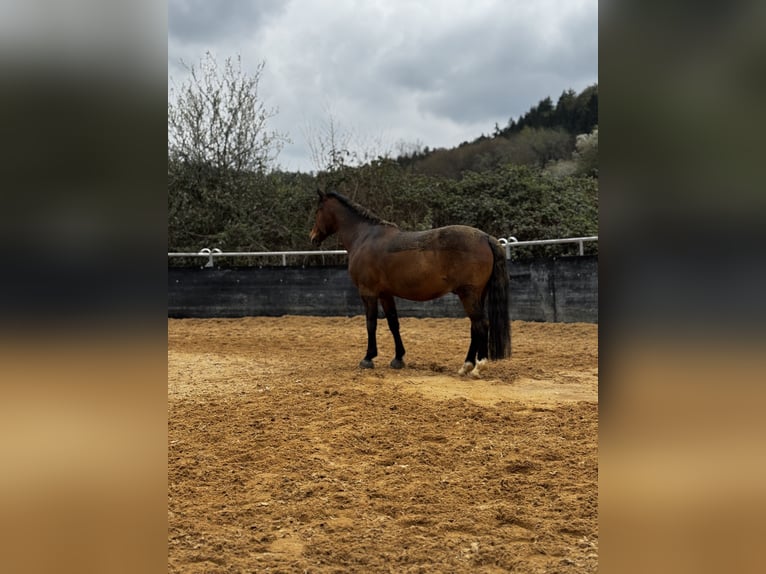 Duitse rijpony Mix Ruin 14 Jaar 137 cm Bruin in Rudersberg