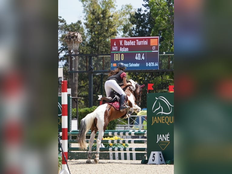 Duitse rijpony Mix Ruin 14 Jaar 137 cm Gevlekt-paard in Viladecans