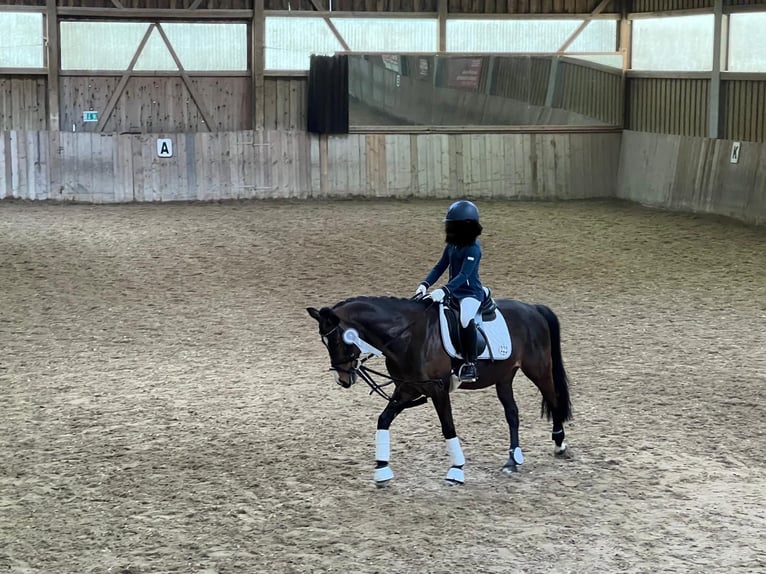 Duitse rijpony Ruin 14 Jaar 140 cm Donkerbruin in Fürstenzell