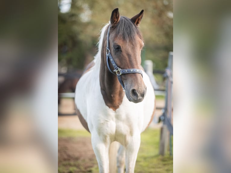 Duitse rijpony Mix Ruin 14 Jaar 142 cm Gevlekt-paard in Much