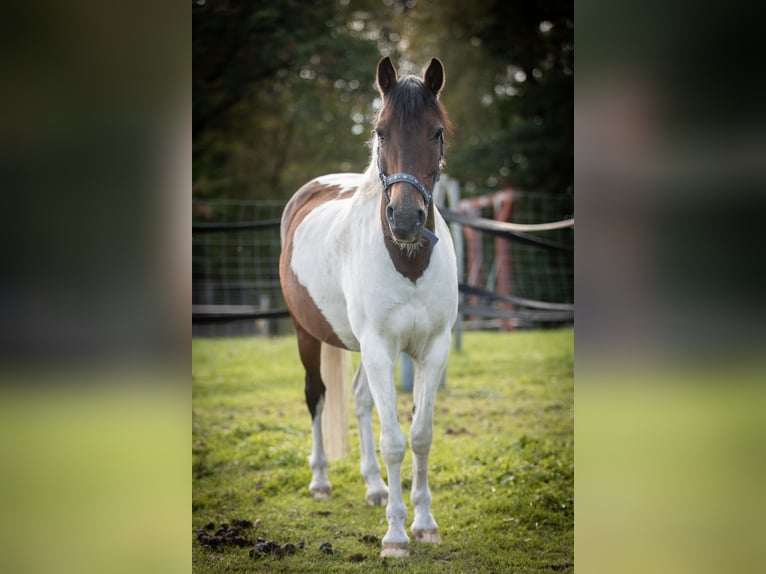 Duitse rijpony Mix Ruin 14 Jaar 142 cm Gevlekt-paard in Much