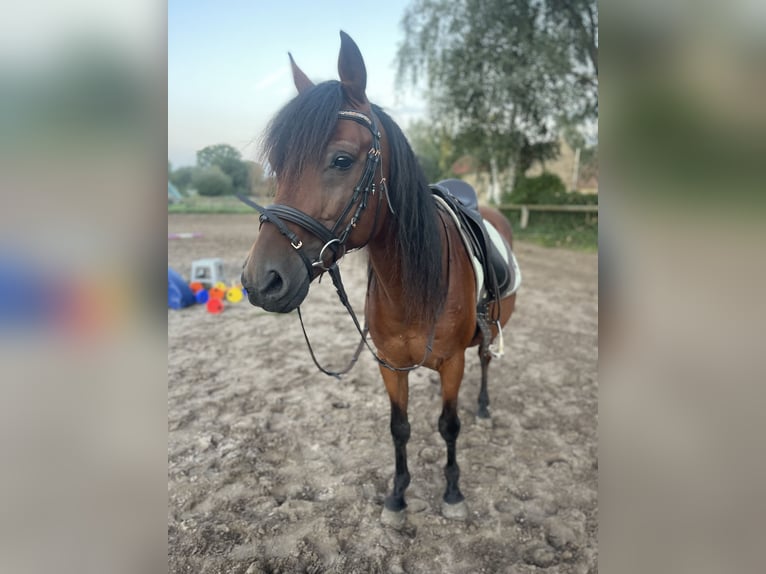 Duitse rijpony Ruin 14 Jaar 143 cm Bruin in Trebbin