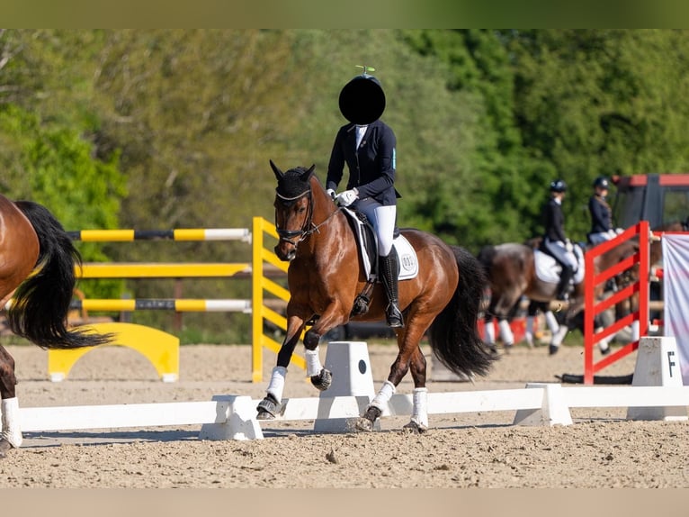 Duitse rijpony Ruin 14 Jaar 144 cm Bruin in Herford