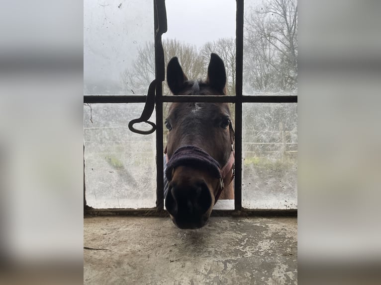 Duitse rijpony Mix Ruin 14 Jaar 144 cm Bruin in Schmallenberg