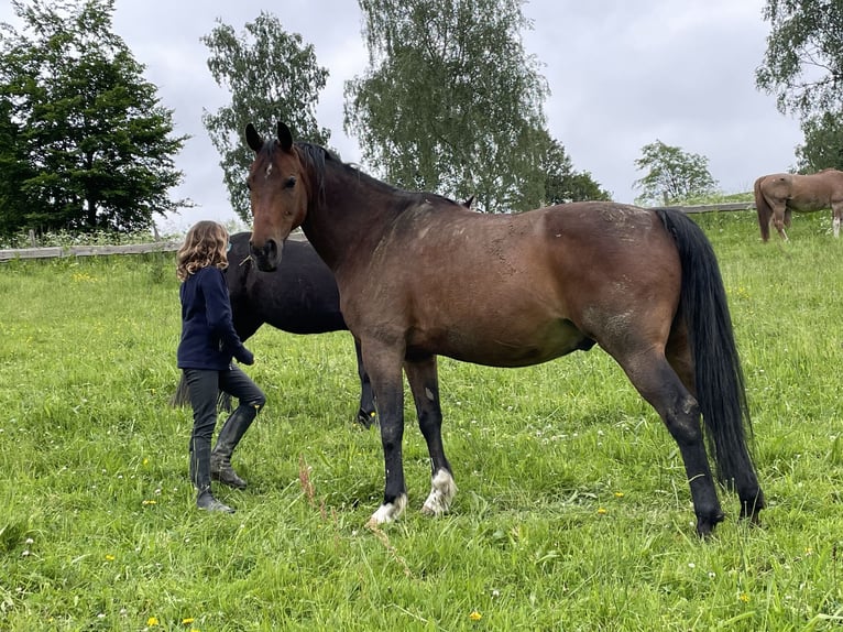 Duitse rijpony Mix Ruin 14 Jaar 144 cm Bruin in Schmallenberg