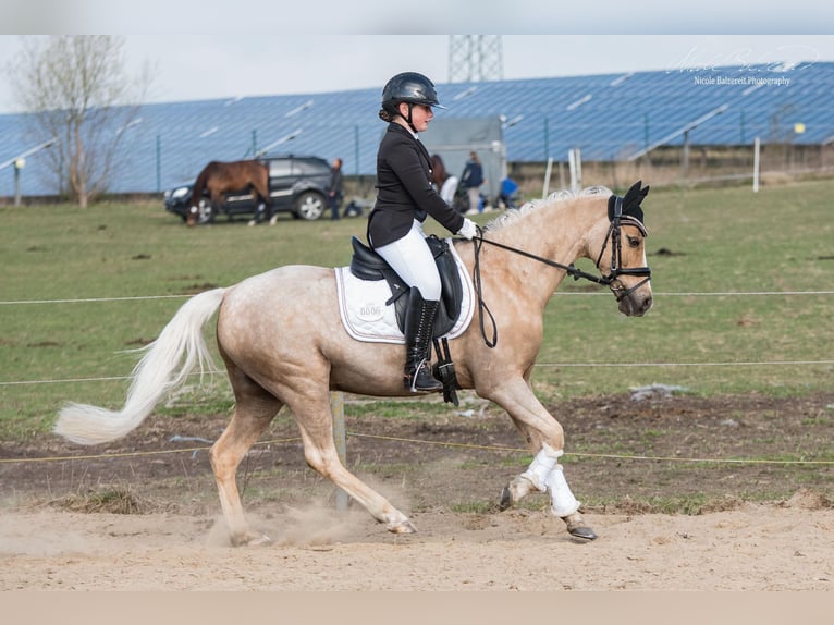 Duitse rijpony Ruin 14 Jaar 144 cm Palomino in Ahaus