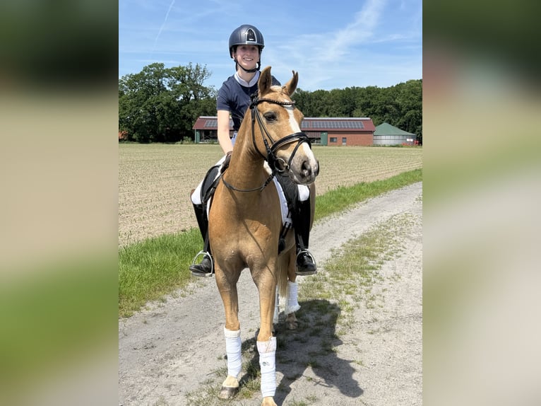 Duitse rijpony Ruin 14 Jaar 144 cm Palomino in Ahaus