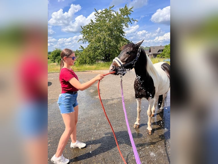 Duitse rijpony Mix Ruin 14 Jaar 145 cm Gevlekt-paard in Neuenrade