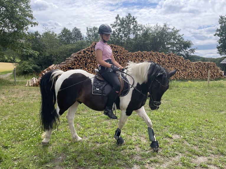 Duitse rijpony Mix Ruin 14 Jaar 145 cm Gevlekt-paard in Neuenrade