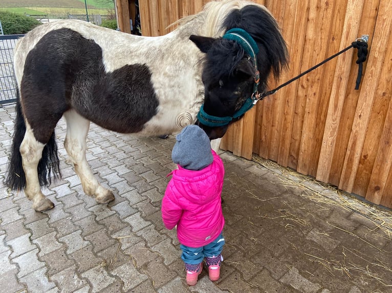 Duitse rijpony Mix Ruin 14 Jaar 145 cm Gevlekt-paard in Neuenrade