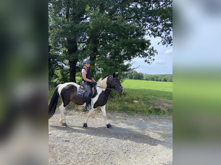 Duitse rijpony Mix Ruin 14 Jaar 145 cm Gevlekt-paard in Neuenrade