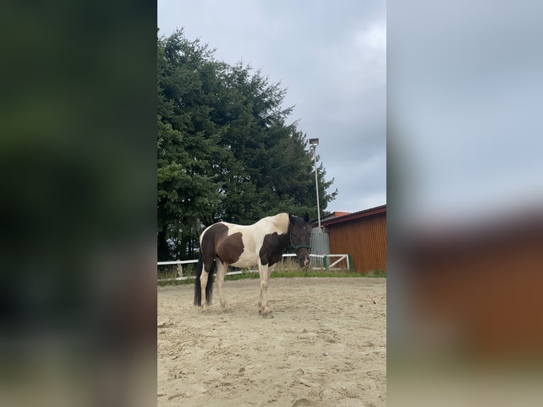 Duitse rijpony Mix Ruin 14 Jaar 145 cm Gevlekt-paard in Neuenrade