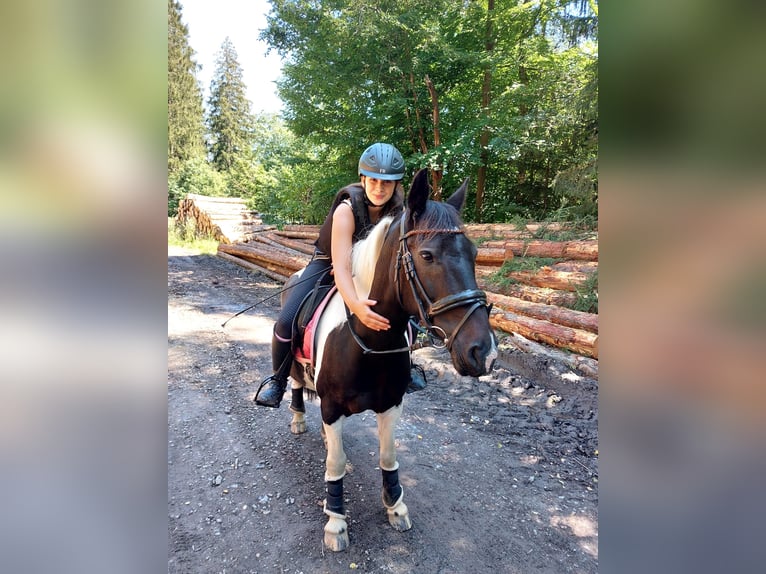 Duitse rijpony Mix Ruin 14 Jaar 145 cm Gevlekt-paard in Neuenrade