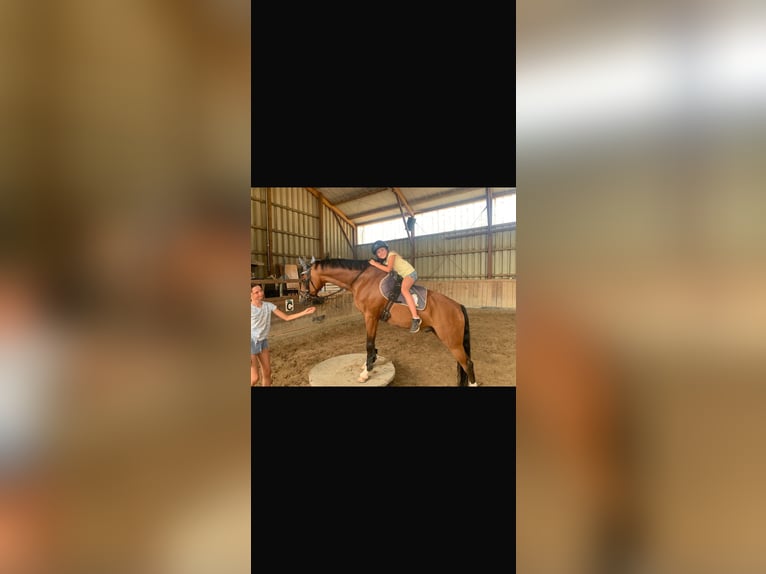 Duitse rijpony Ruin 14 Jaar 146 cm Bruin in Springe