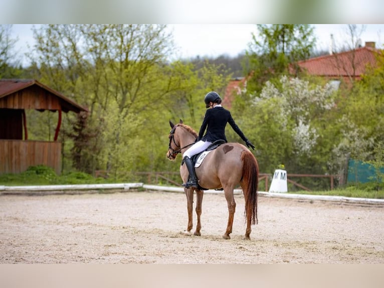 Duitse rijpony Ruin 14 Jaar 146 cm Donkere-vos in Brno