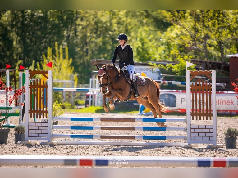 Duitse rijpony Ruin 14 Jaar 146 cm Donkere-vos in Brno