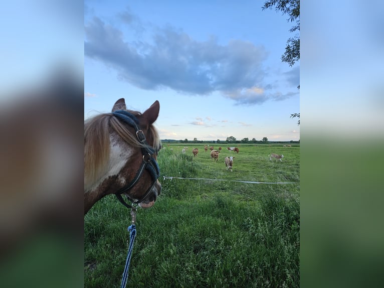 Duitse rijpony Mix Ruin 14 Jaar 146 cm Gevlekt-paard in Neustrelitz