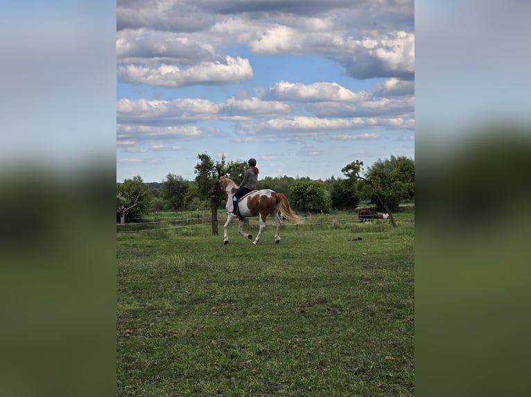 Duitse rijpony Mix Ruin 14 Jaar 146 cm Gevlekt-paard in Neustrelitz