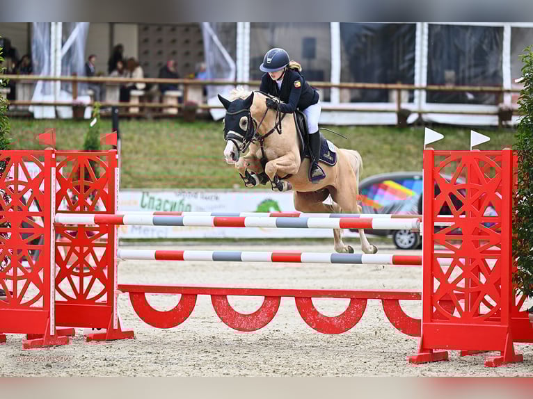 Duitse rijpony Ruin 14 Jaar 146 cm Palomino in Haren