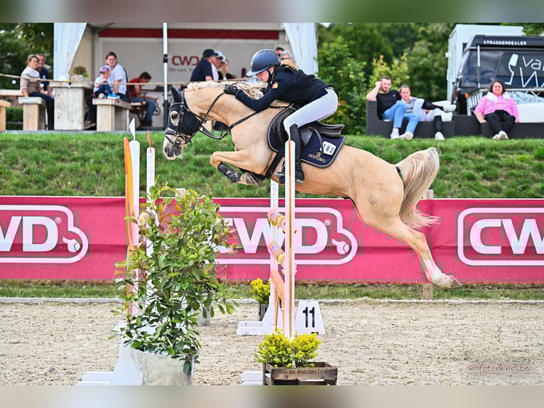 Duitse rijpony Ruin 14 Jaar 146 cm Palomino in Haren